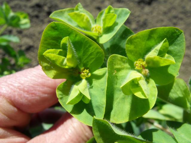 Euphorbia hirsuta / Euforbia pubescente